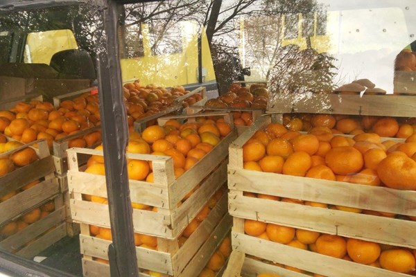 Sisak - donacija mandarina i jabuka